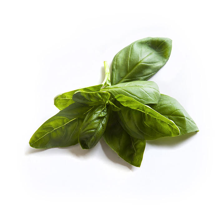 piantina di basilico